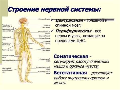 Важность нервной системы для жизнедеятельности