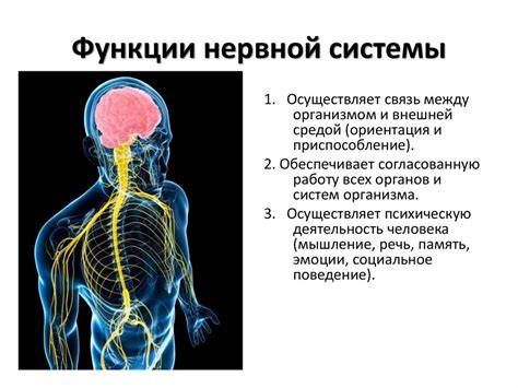 Важность нервной ткани для организма