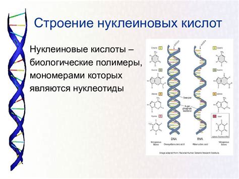 Важность нуклеиновых кислот для жизнедеятельности