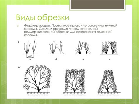 Важность обрезки для сохранения завязей