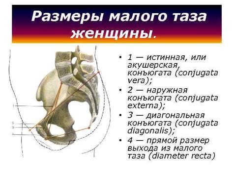 Важность определения ширины таза для женщин