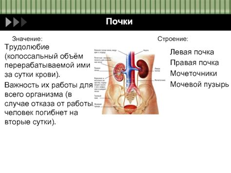 Важность очистки организма