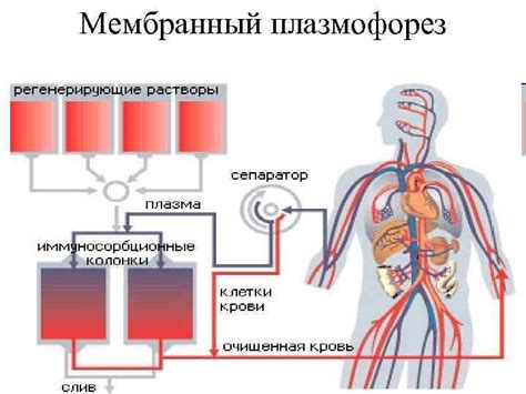 Важность очищения крови