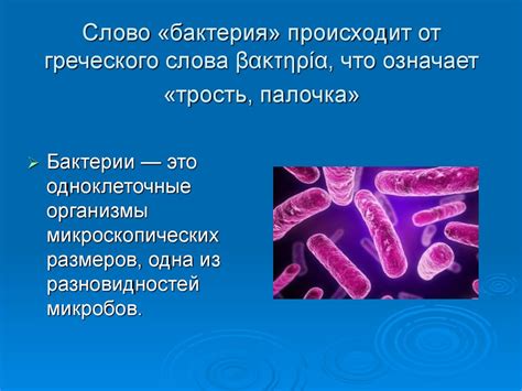 Важность понимания значения слова "бактерия" в переводе с греческого