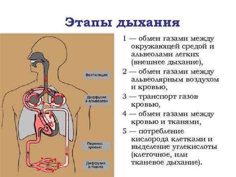 Важность пор в обмене газами