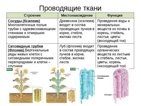 Важность проводящей ткани для растений