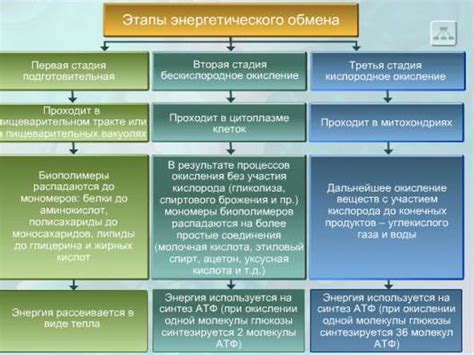 Важность растворимости жиров для энергетического обмена