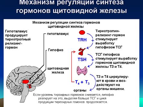 Важность регулярного контроля уровня гормонов щитовидной железы