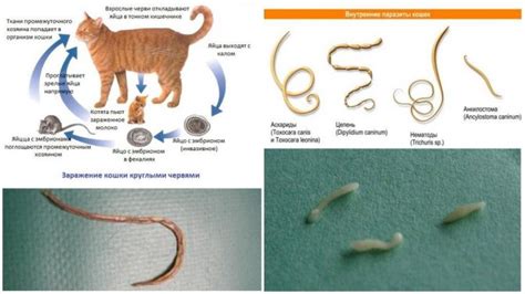 Важность своевременного лечения глистов у кошки