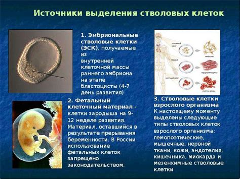 Важность стволовых клеток у новорожденных