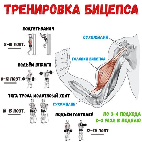 Важность тренировки бицепсов с изогнутой штангой