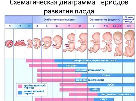 Важность DHA в период беременности и для развития плода