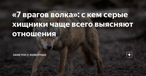 Важные аспекты воспитания волка: отношения и поведение