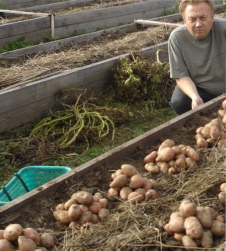 Важные аспекты при использовании картофельной земли в саду