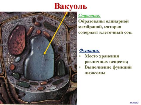 Важные детали при рисовании клетки на уроке биологии