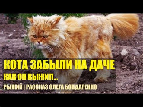 Важные моменты при обнаружении кота на даче