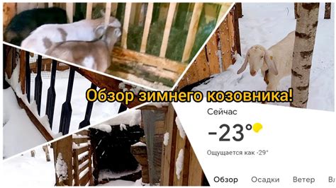 Важные советы по постройке зимнего сарая для коз