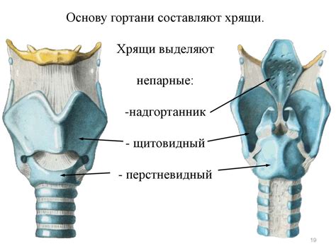 Важные функции хрящей в организме