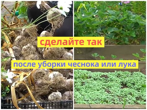 Варианты культур для смены