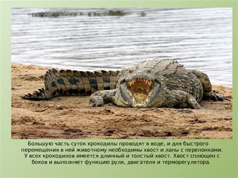 Варианты толкований сновидений с множеством крокодилов в воде