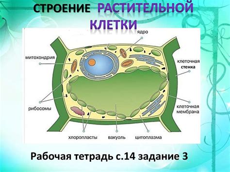 Вводная информация о мембране клетки растения