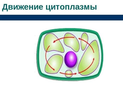 Вдохновение для дальнейшего рисования цитоплазмы