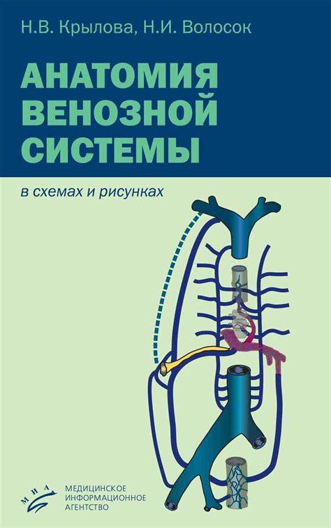 Венография - исследование состояния венозной системы