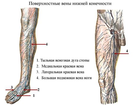 Вены: их значение и функции