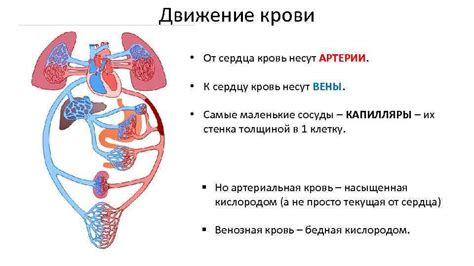 Вены - от органов к сердцу