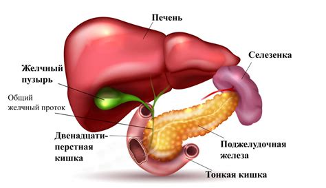 Вероятность развития рака желчного пузыря