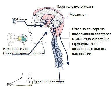 Вестибулярный аппарат: функции и структура