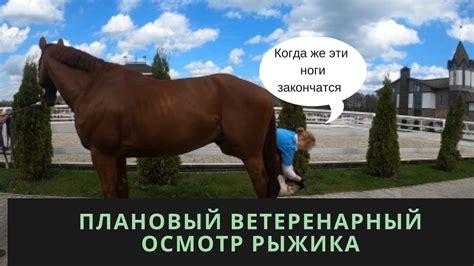 Ветеринарное обследование и лечение