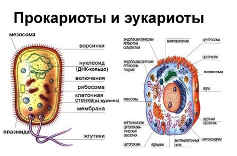 Вещества, составляющие клеточную стенку животных