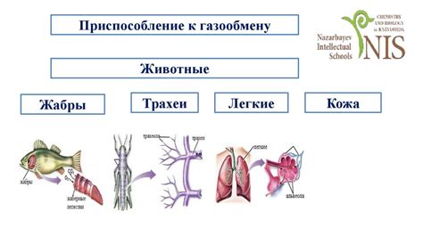 Вещества дыхания животных: как органика превращается в энергию