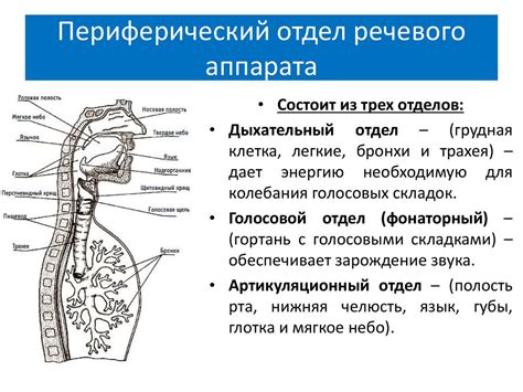 Взаимодействие голосового отдела речевого аппарата с другими системами организма