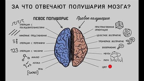 Взаимодействие левого и правого полушарий при чтении: роль анализа и интуиции