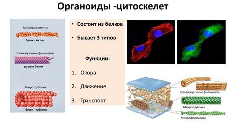 Взаимодействие микротрубочек и микрофиламентов в поддержании связи между органоидами