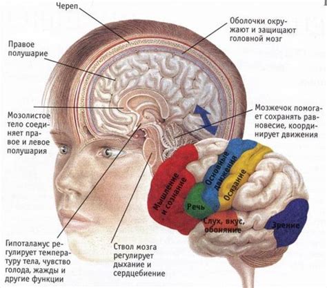 Взаимодействие мозга с другими системами организма