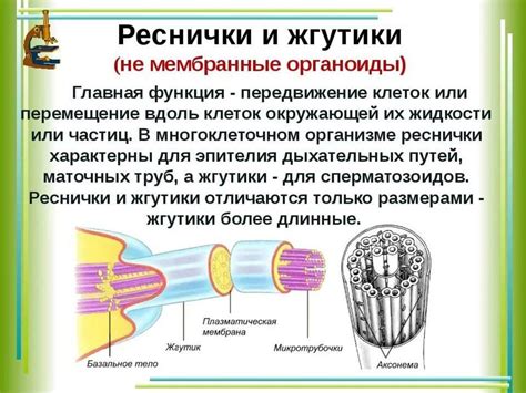 Взаимодействие покрова, туфелек и жгутиков