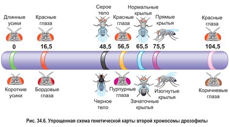 Взаимодействие расположения генов с окружающими биологическими процессами