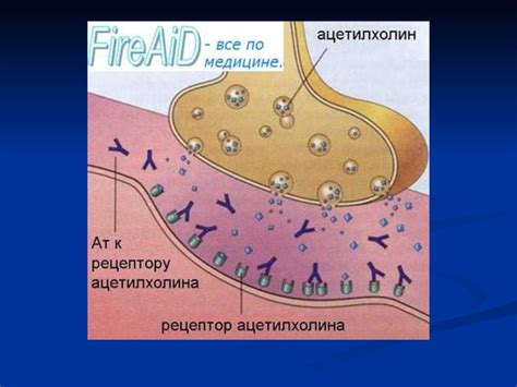 Взаимодействие с ацетилхолиновыми рецепторами