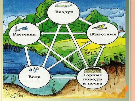 Взаимодействие с природой на лугу