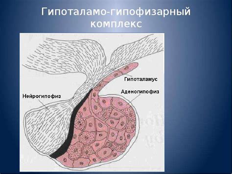 Взаимодействие эндокринной системы с другими системами организма