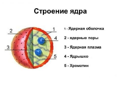 Взаимодействие ядра и ядрышка