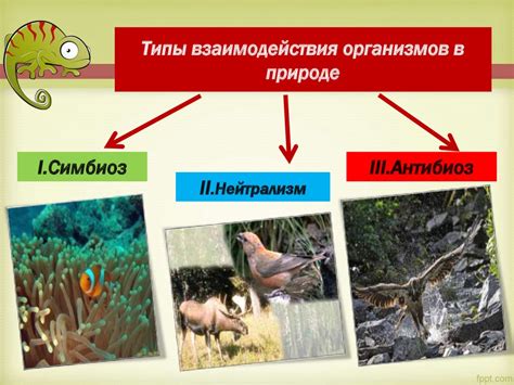 Взаимосвязь белых чешуек с окружающей средой живого мира