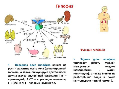 Взаимосвязь гормонов и органов