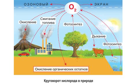 Взаимосвязь кислорода и жизни