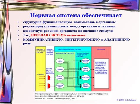 Взаимосвязь между органами и тканями в организмах