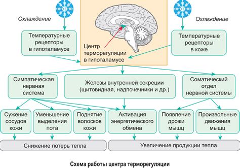 Взаимосвязь нормы реакции и адаптации