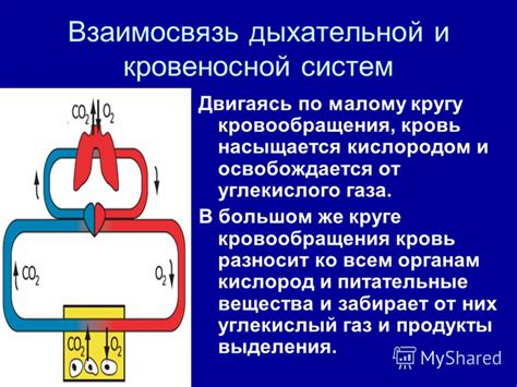 Взаимосвязь оксида углерода и дыхательной системы